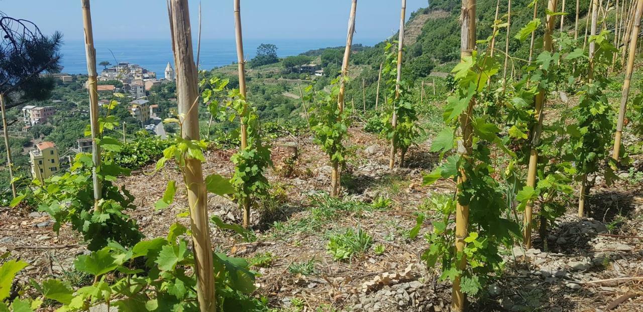 Bed and Breakfast Il Soppalco à Corniglia Extérieur photo